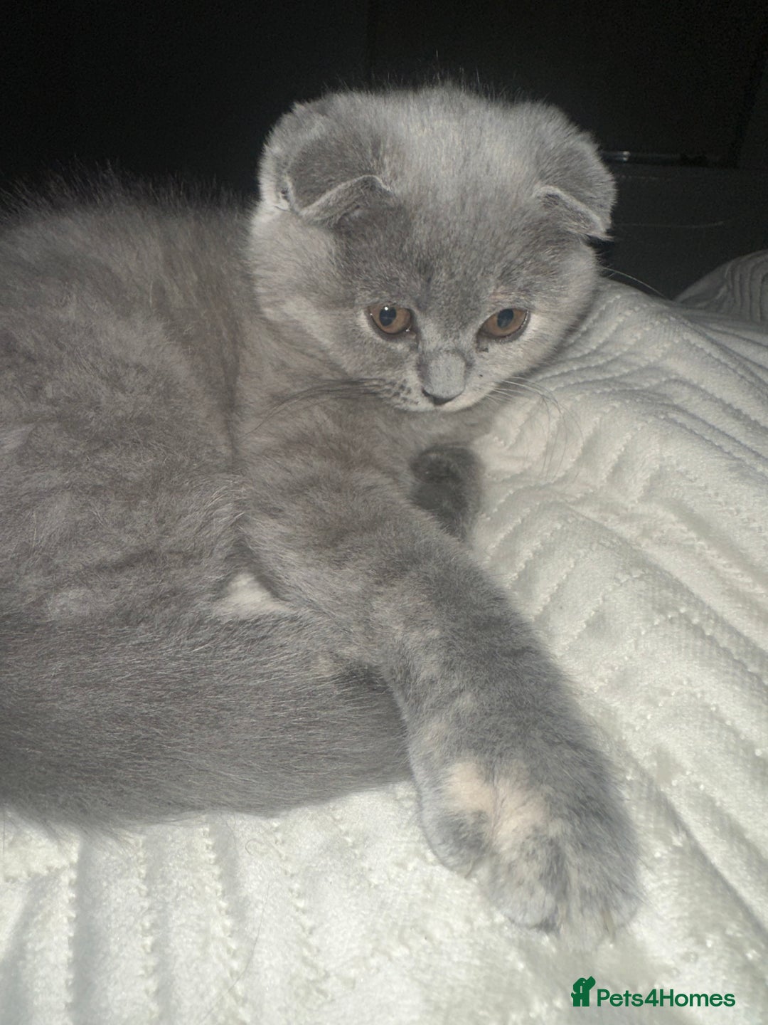Scottish Fold cats for sale: ✨💜 LAST Scottish Fold Girl For Sale 💜✨ - Advert 2