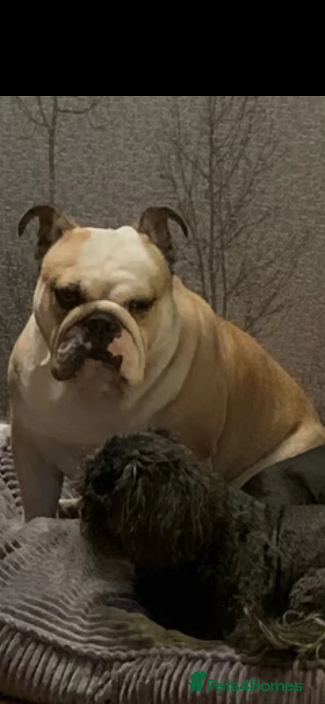 English Bulldog dogs for sale: Cookie - Advert 17