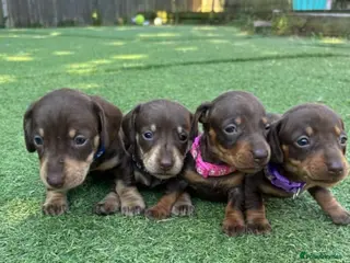 Miniature Dachshund dogs Miniature dachshund puppies - Advert 14