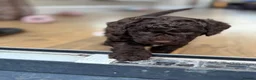 Cockapoo dogs for sale: 1x Chocolate  Female cockapoo  in Bolton - Advert 9