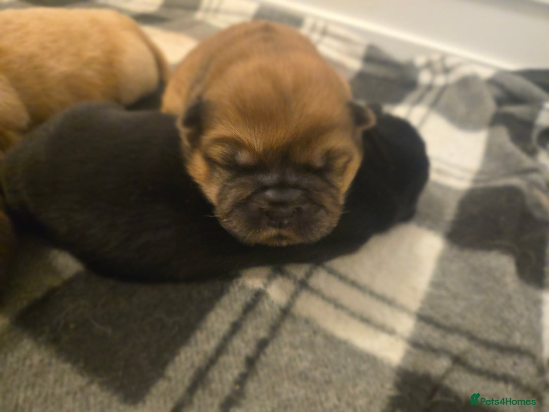 Chow Chow dogs for sale: Chocolate chow chow puppies  - Advert 2