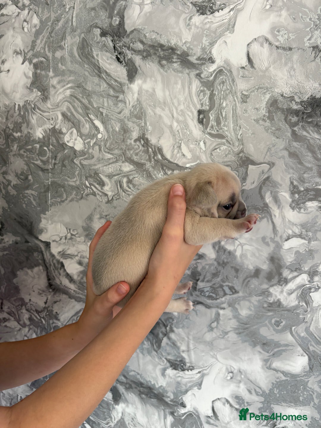 French Bulldog dogs for sale: KC REGISTERED FRENCH BULLDOG PUPPIES - Image 8