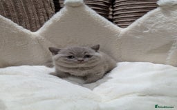 British Shorthair cats for sale: GCCF British Shorthair Chocolate&Lilac kittens - Image 4