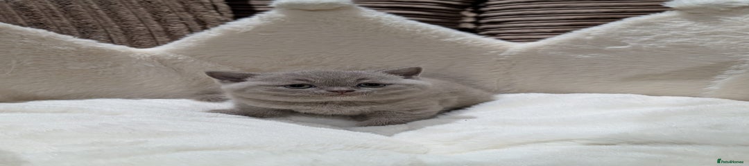 British Shorthair Kitten 3