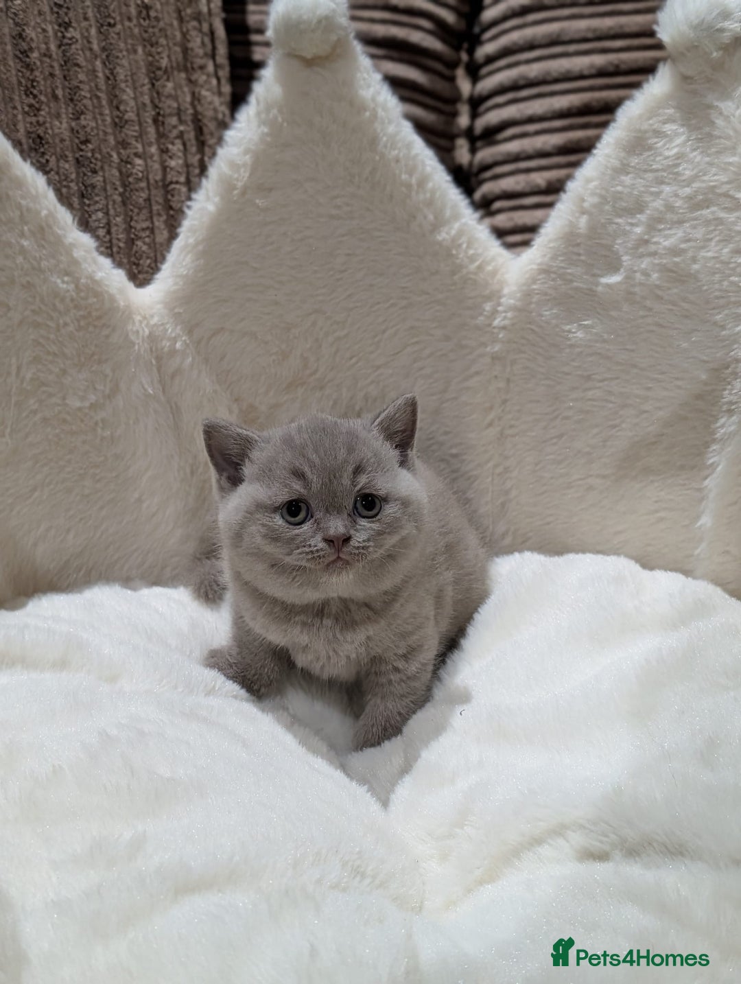 British Shorthair cats for sale: GCCF British Shorthair Chocolate&Lilac kittens - Image 4