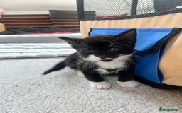 Mixed Breed cats for sale: 8 Gorgeous kittens looking for their forever homes - Image 11