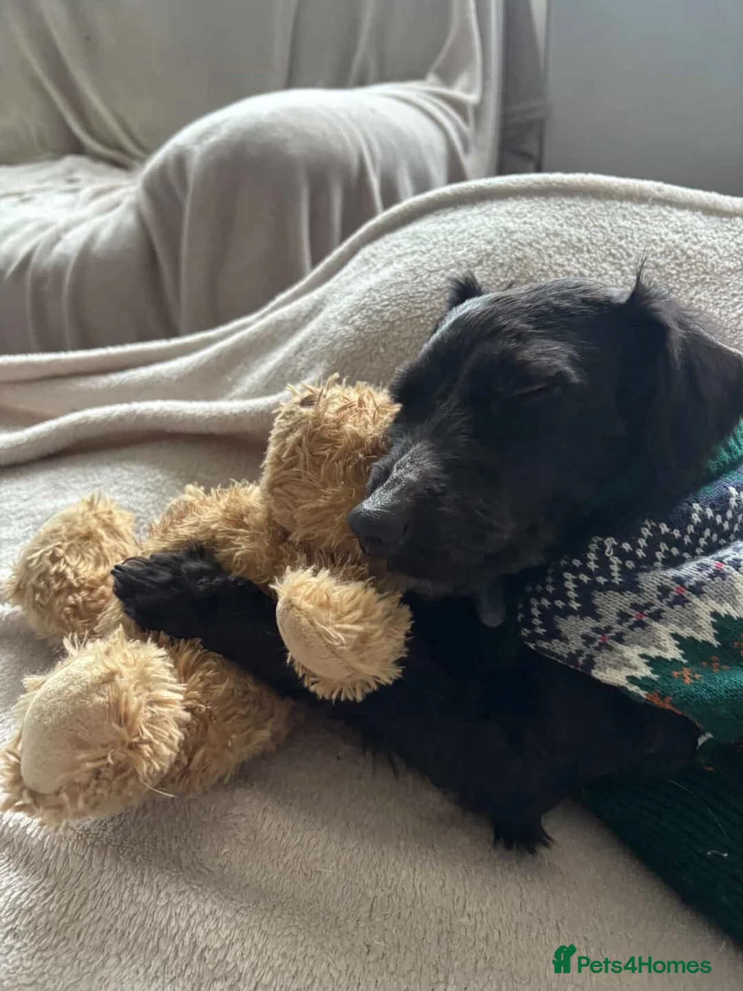 Yorkiepoo dogs for sale: 2 year old male Yorkiepoo for sale  - Advert 7