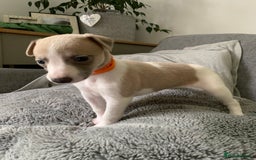 Whippet dogs for sale: Beautiful KC Whippets Puppies - Image 20