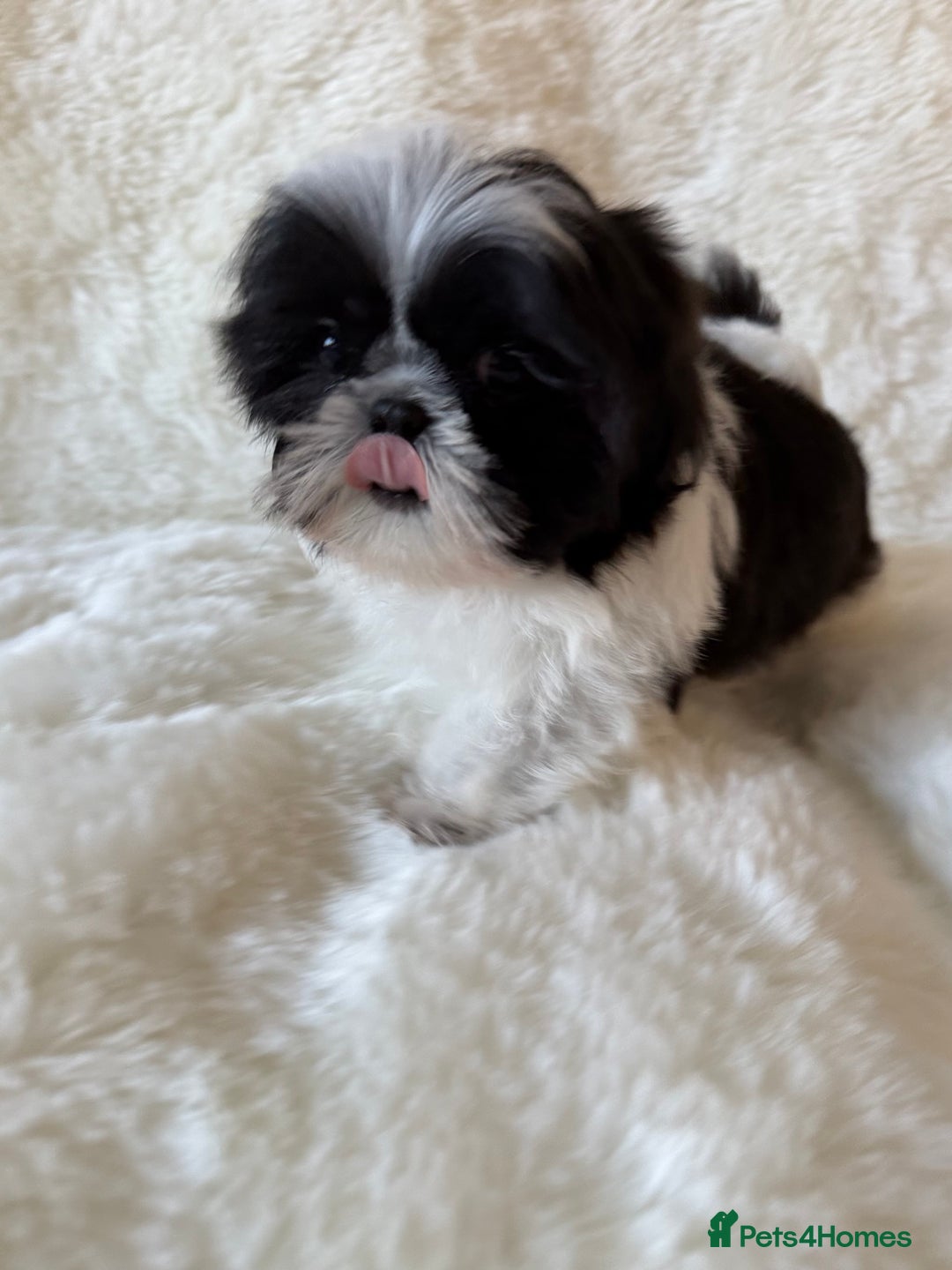 Shih Tzu dogs for sale: AMERICAN IMPERIAL SHIH TZU PUPPIES - Advert 4