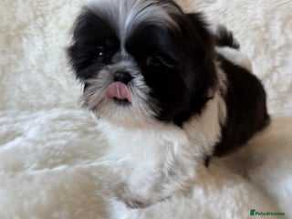 Shih Tzu dogs AMERICAN IMPERIAL SHIH TZU PUPPIES - Advert 11