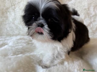Shih Tzu dogs AMERICAN IMPERIAL SHIH TZU PUPPIES - Advert 2