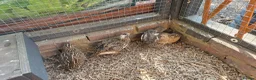 Quail poultry for sale: Quails and hens & males  - Advert 5