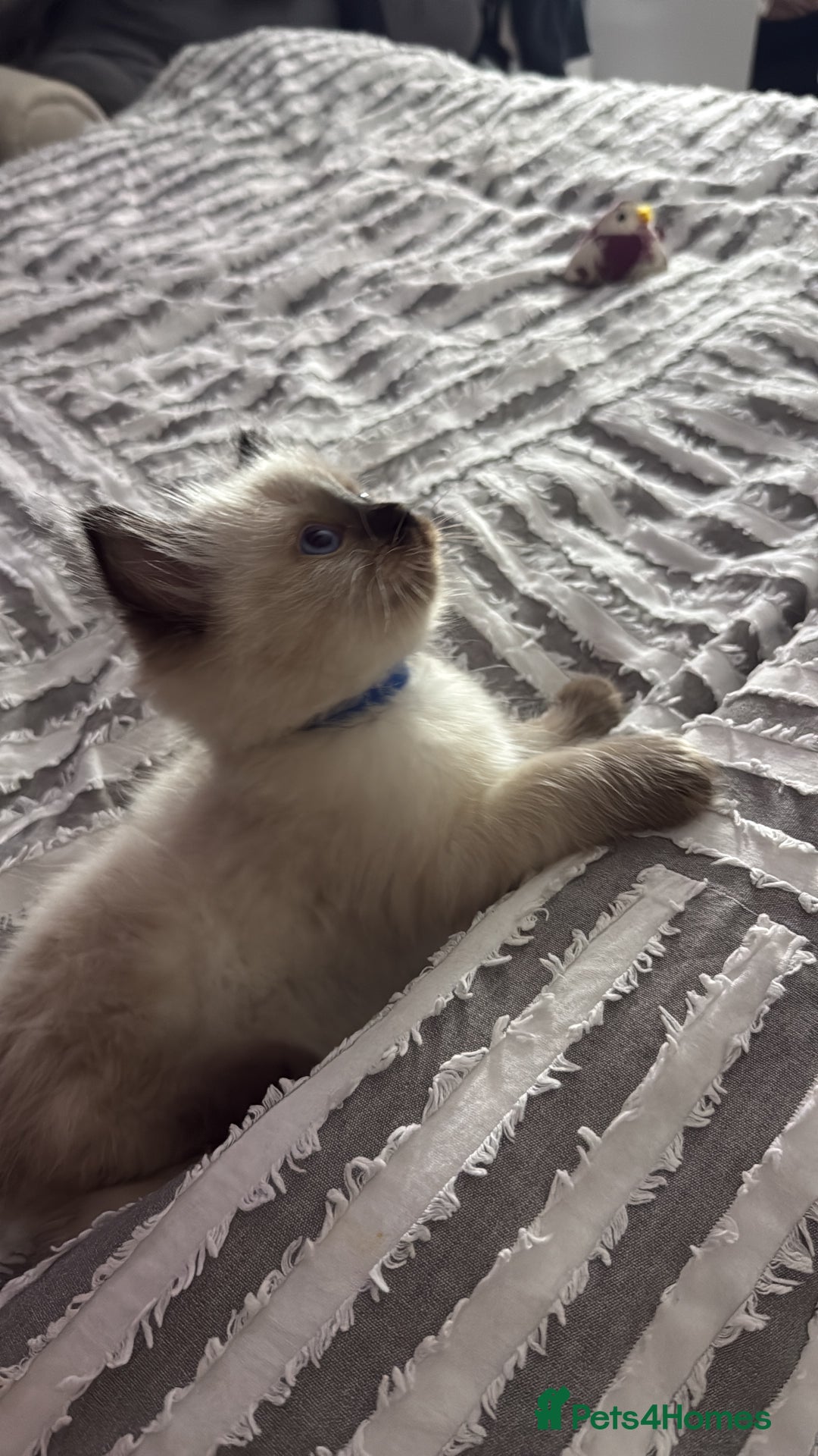 Ragdoll cats for sale: 🩵 Beautiful Ragdoll Kittens Ready at 12 Weeks! 🩵 - Image 7