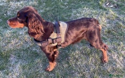 Cocker Spaniel dogs for sale: Cocker spaniels pups looking for a forever 🏡  - Image 8