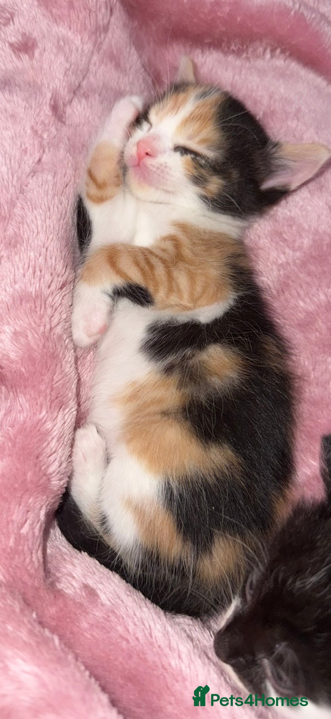 Mixed Breed cats for sale: 6 adorable kittens - Advert 2