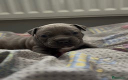American Bully dogs for stud: American Bully For Stud in London - Image 8