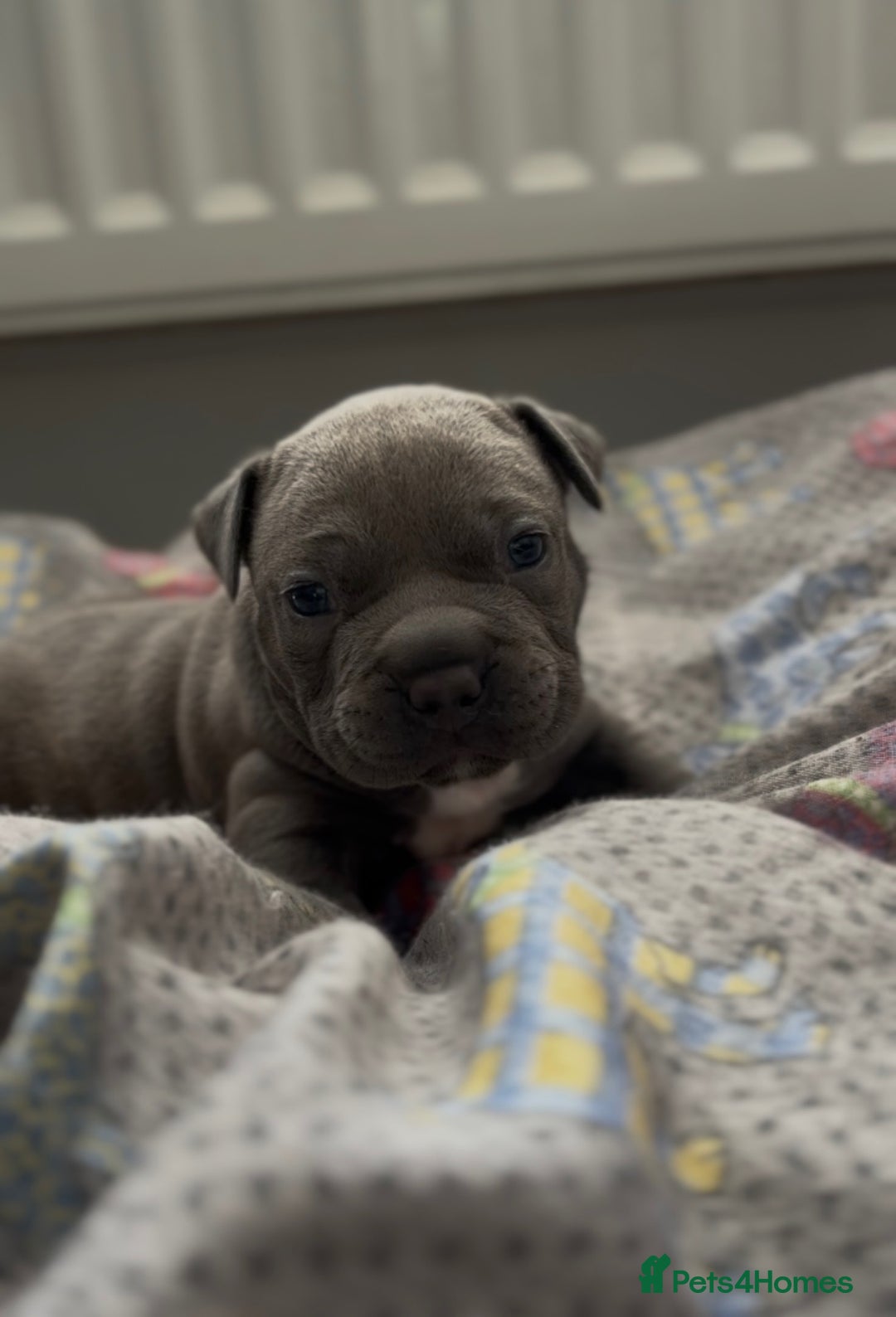American Bully dogs for stud: American Bully For Stud in London - Image 8