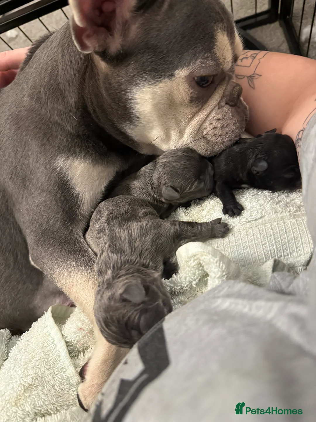 French Bulldog dogs for sale: ✨Stunning Pedigree French Bulldog Puppies✨ - Advert 9