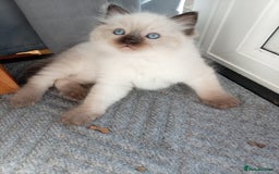 Ragdoll cats for sale: Ragdoll kittens - Advert 2