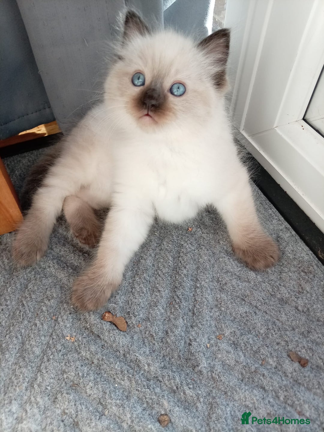 Ragdoll cats for sale: Ragdoll kittens - Advert 2