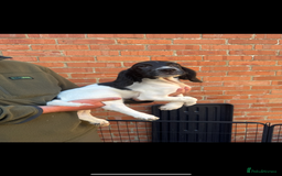 English Springer Spaniel dogs for sale: IRFTCH sired kc ESS - Image 3