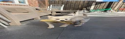 Pomeranian dogs for sale: Two Pomeranians Mother & Son Looking for new home in Saint Helens - Advert 3