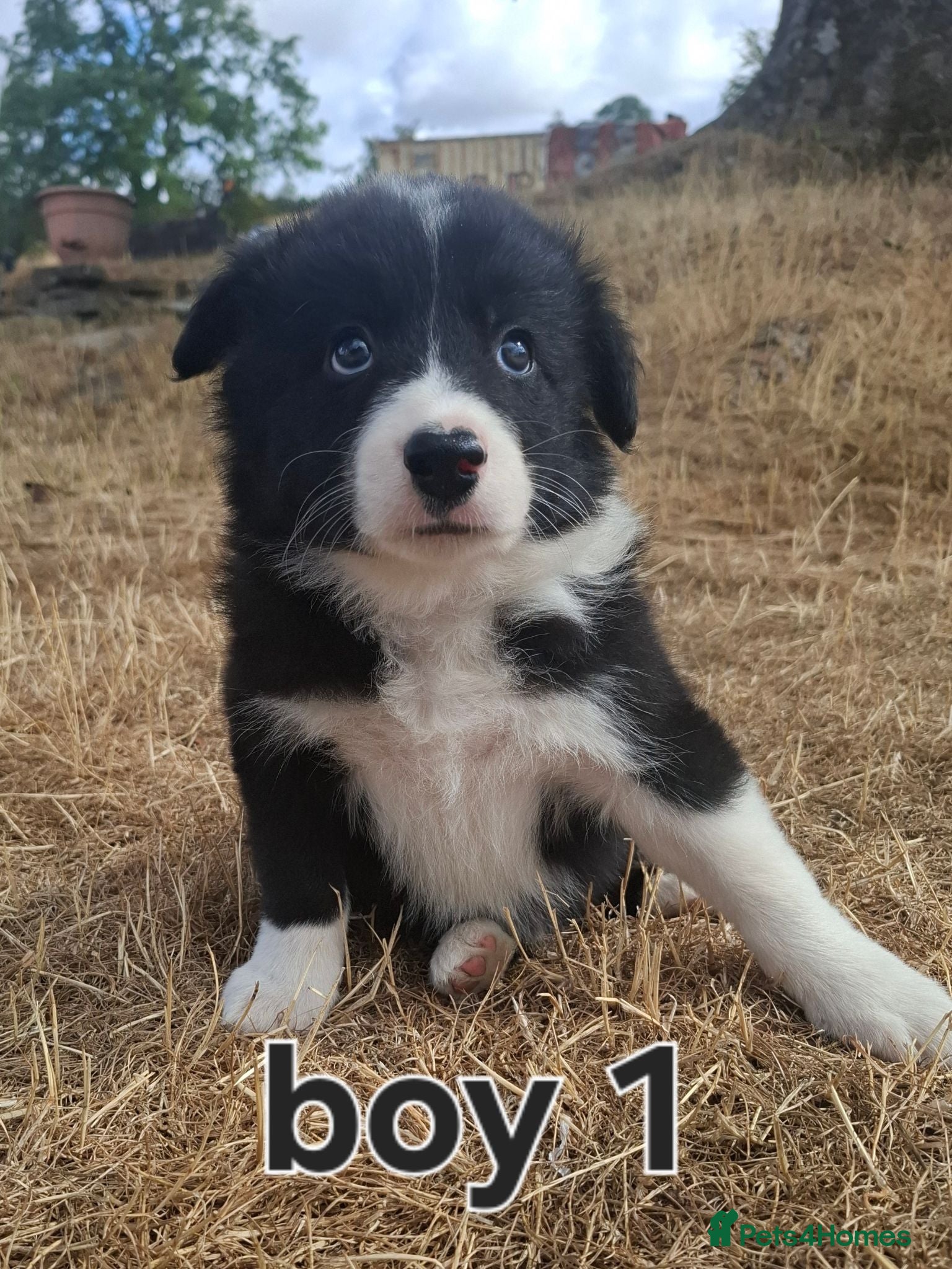 Border Collie dogs 4 Border collie pups for sale  - Advert 2