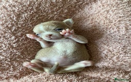 Chihuahua dogs for sale: Exquisite KC Registered Apple Chihuahua Puppies 💖 - Image 16