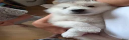 Alaskan Malamute dogs for sale: Alaskan Malamute Puppies – Loving Family Raised - Advert 7