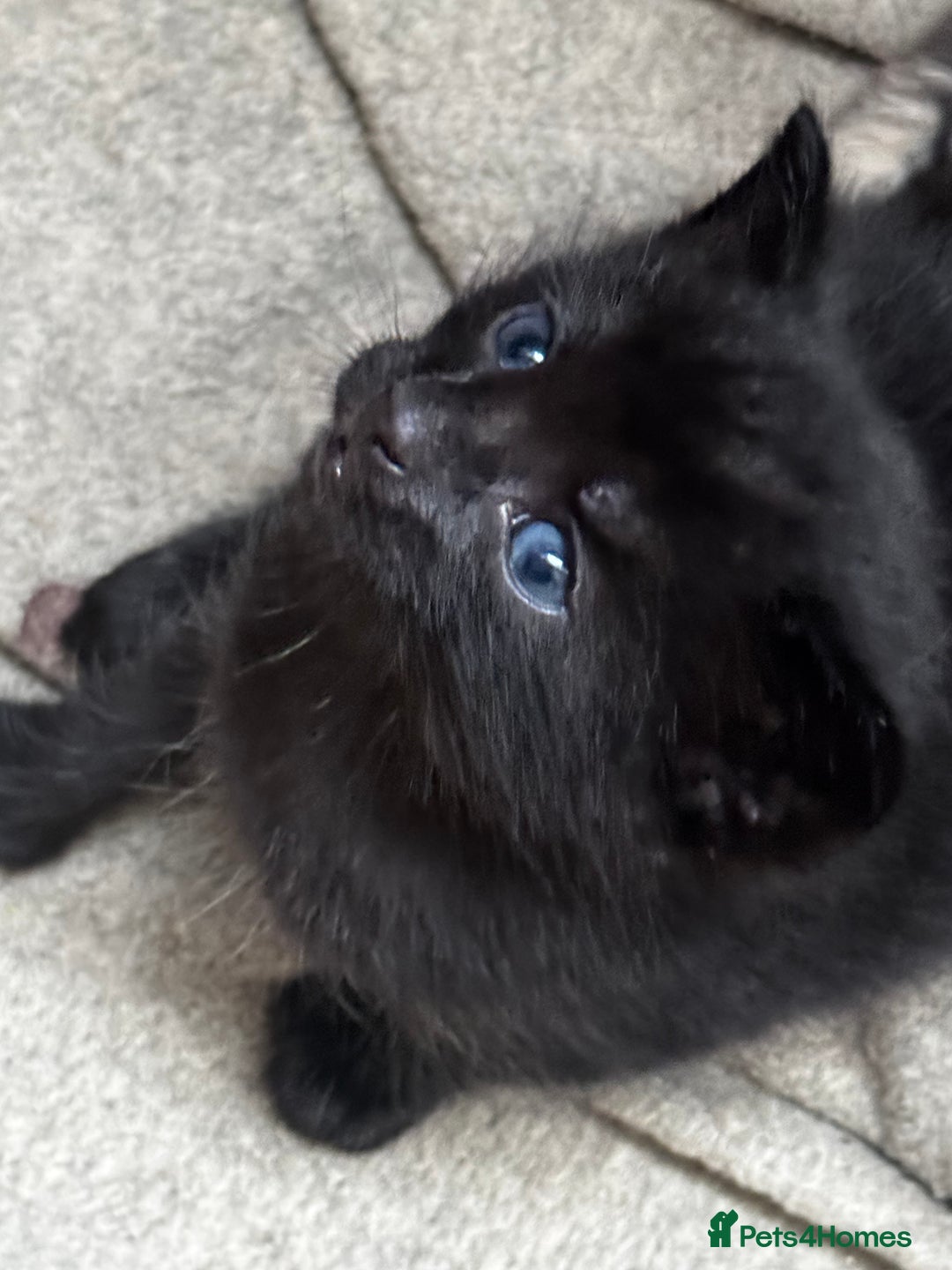 Russian Blue cats for sale: ✨RUSSIAN BLUE KITTEN FOR SALE  - Image 11