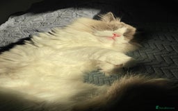 Ragdoll cats for sale: Brother Sister Ragdolls for Rehoming  - Image 1