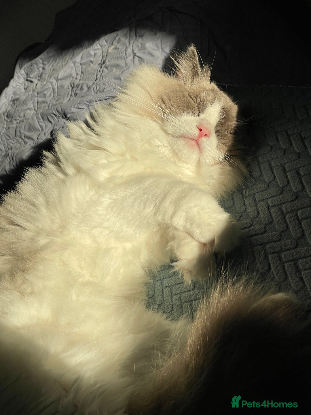 Ragdoll cats for sale: Brother Sister Ragdolls for Rehoming  - Image 1