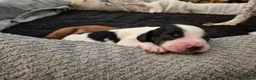 Sprocker dogs for sale: Sprocker Spaniel Puppies - Advert 8
