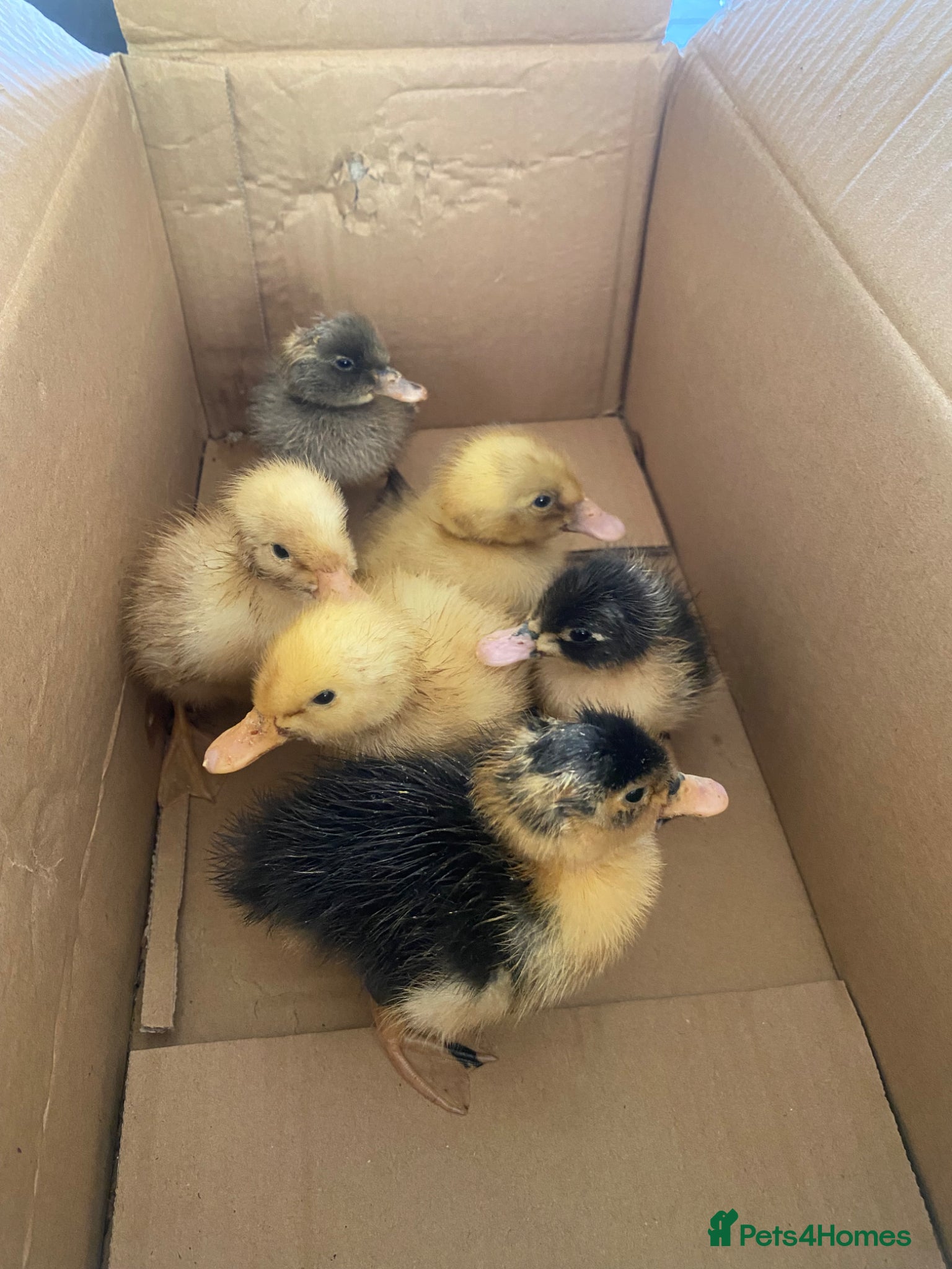 Ducks poultry Unsexed mixed breed ducklings - Advert 6
