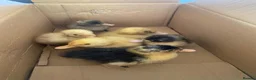 Ducks poultry for sale: Unsexed mixed breed ducklings - Advert 1