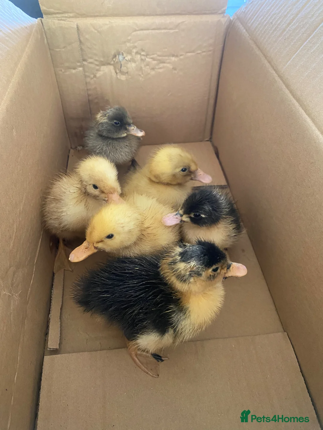 Ducks poultry for sale: Unsexed mixed breed ducklings - Advert 1
