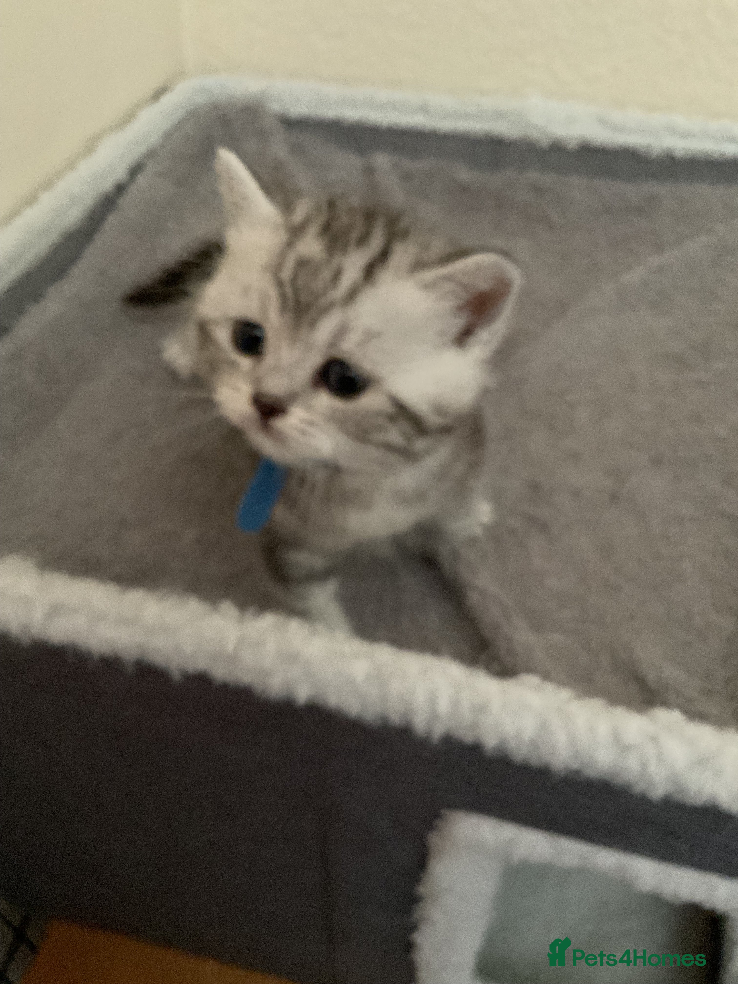 Scottish Fold cats for sale: Scottish fold kittens  in Northampton - Advert 3