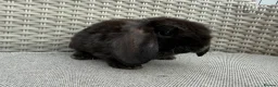Mini Lop rabbits for sale: Last 2 plush lops available to reserve - Advert 12
