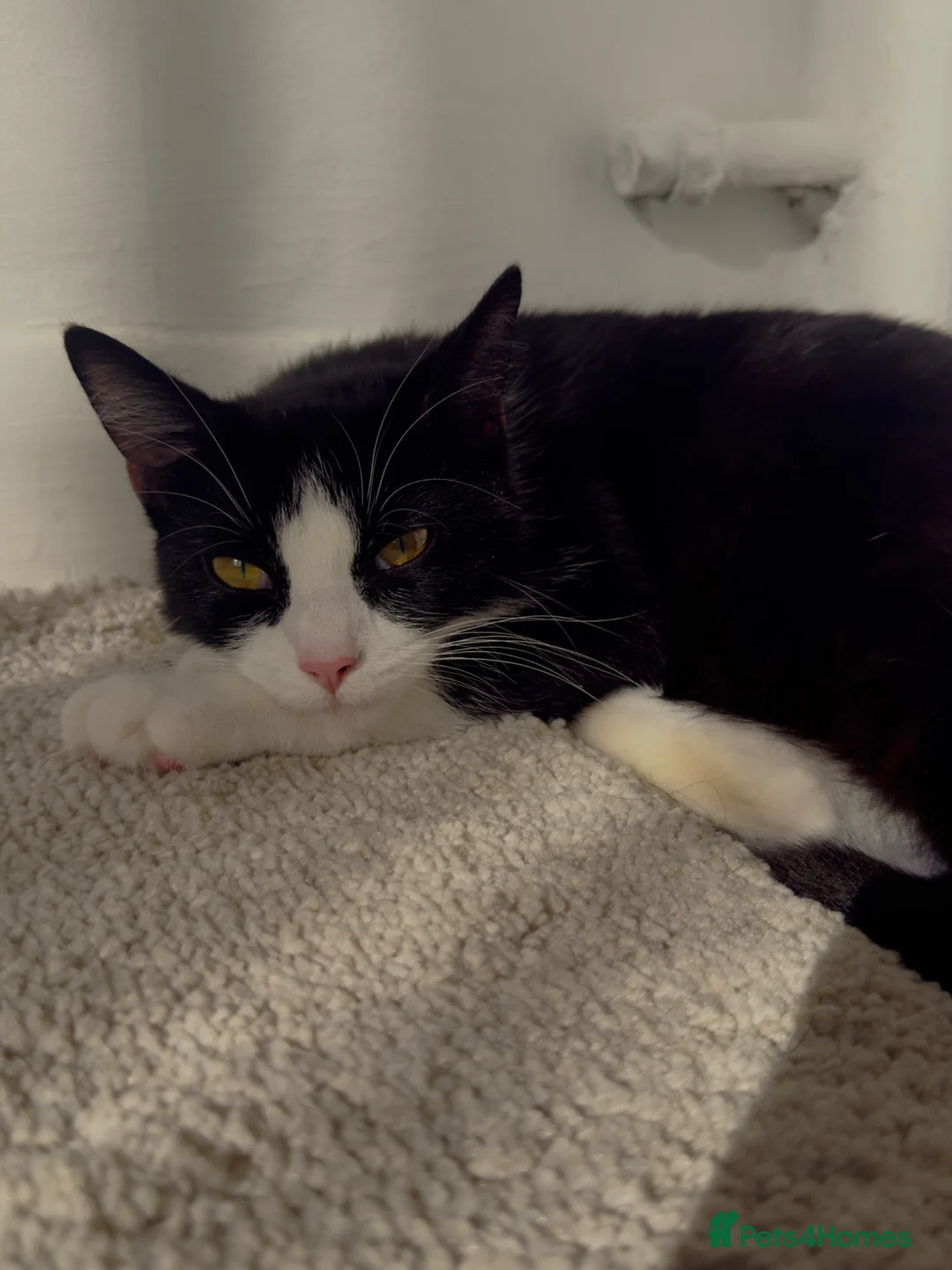 British Shorthair cats for sale: 4 cute tabby kittens looking for forever homes - Advert 12