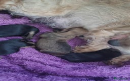 Yorkshire Terrier dogs for sale: Yorkshire terrier  - Image 2