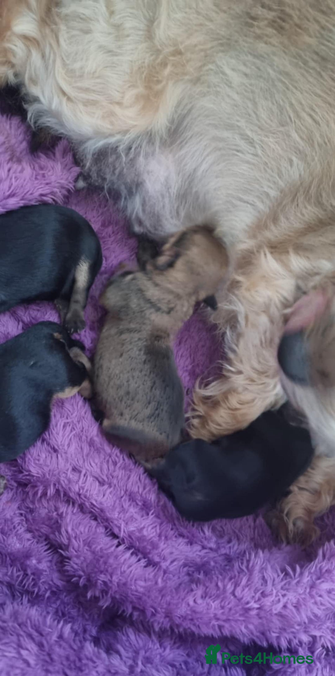 Yorkshire Terrier dogs for sale: Yorkshire terrier  - Image 2