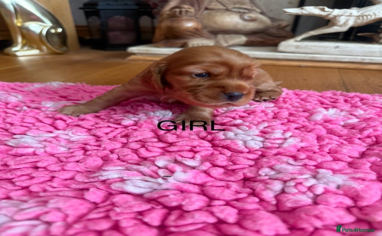 Cocker Spaniel dogs - Advert 4