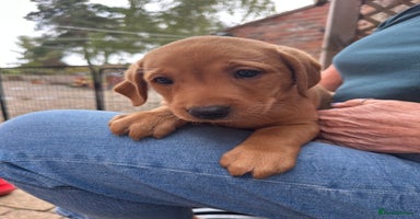 Labrador Retriever dogs - Advert 16