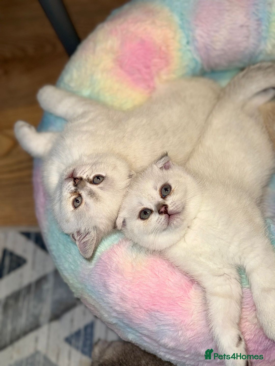 Scottish Fold cats for sale: Scotish fold - Image 5