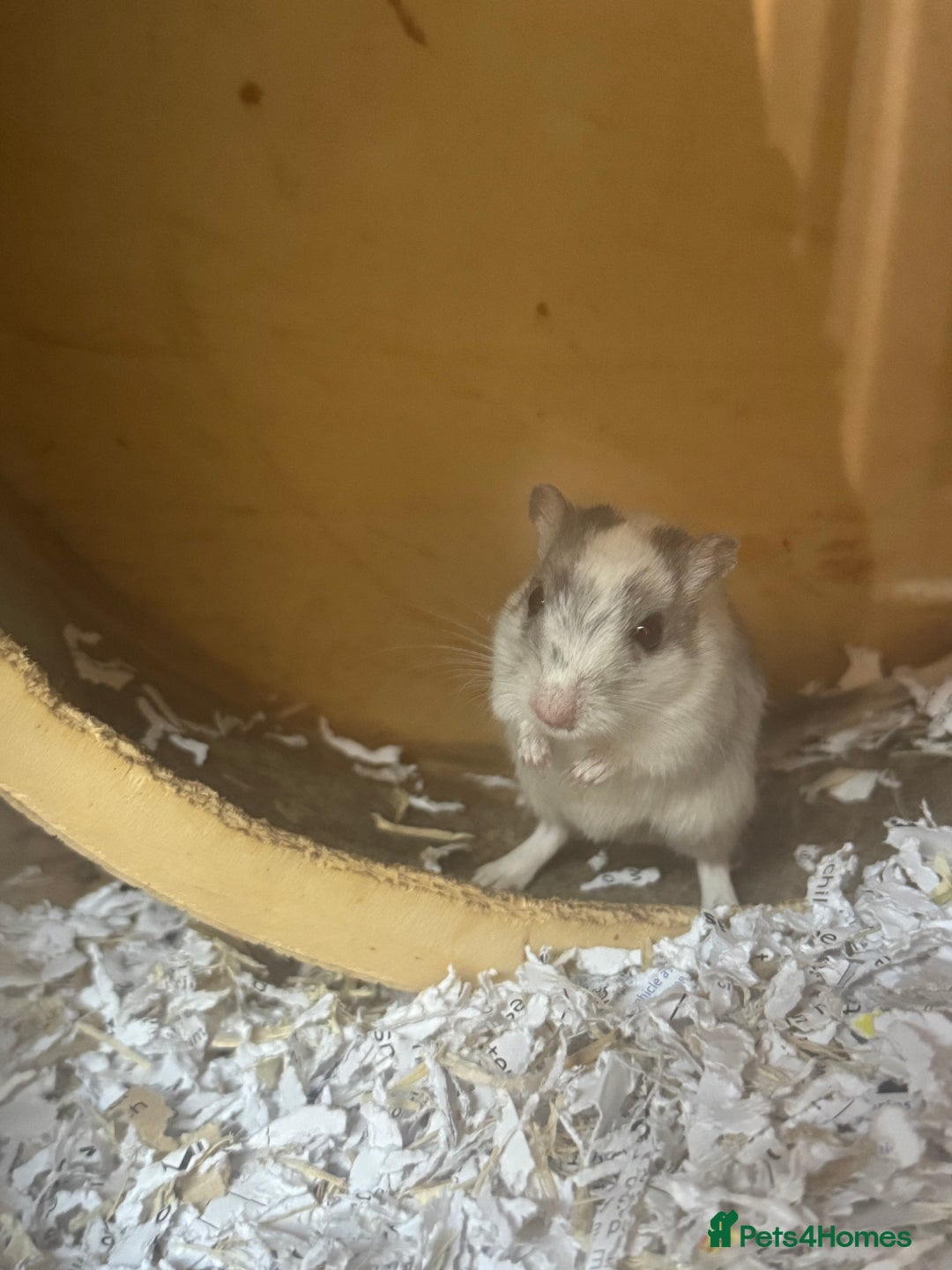 Gerbil rodents for sale: Male and female gerbils  - Advert 2