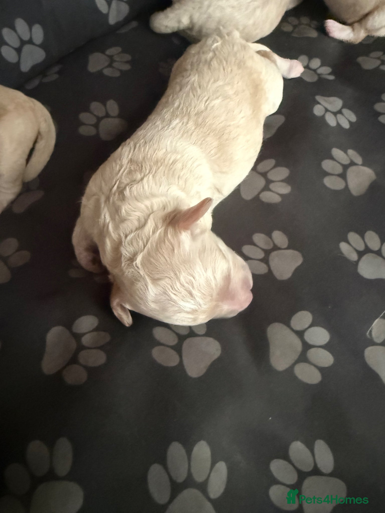 Poochon dogs for sale: Beautiful F2 Poochon puppies  - Advert 11