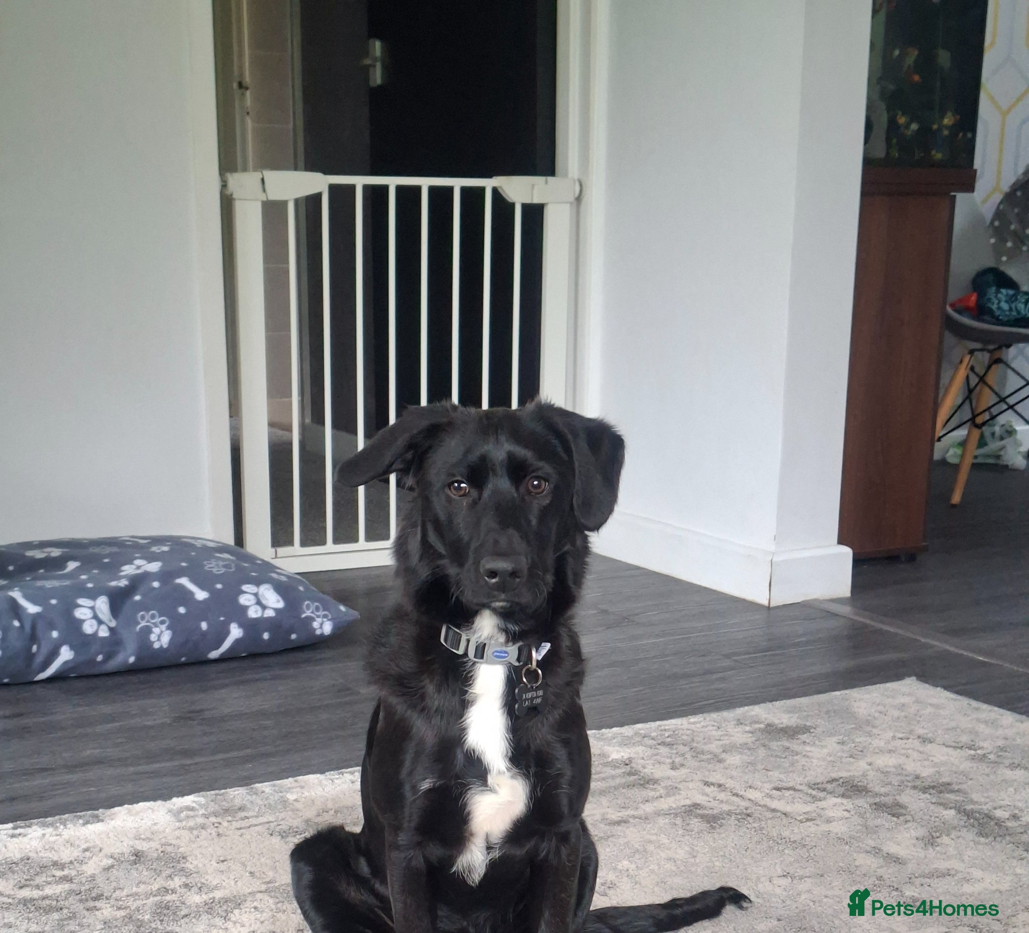 Mixed Breed dogs Cockapoo cross belgian malinois  - Advert 1