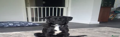 Mixed Breed Puppy 1