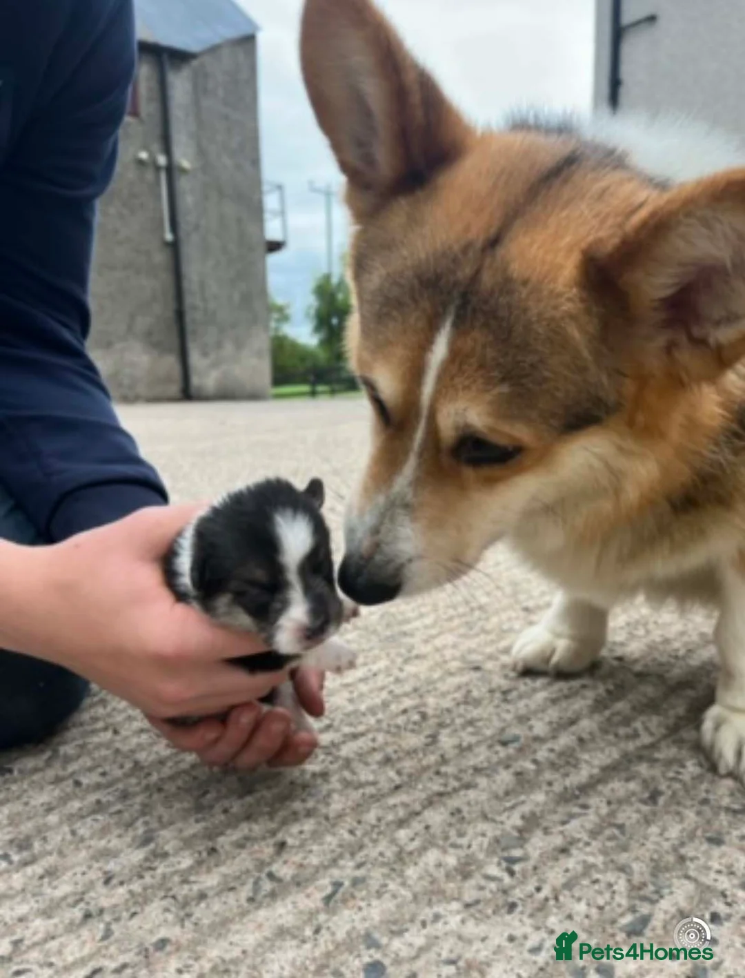 Welsh Corgi Pembroke dogs for sale: Two Male Welsh Corgis Pembroke - Advert 4