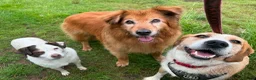 Mixed Breed dogs for adoption: LUCIA - ALL HEART ❤️ CUDDLES & FUN in Derby - Advert 5